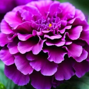 Purple India Marigold (Tagetes patula) | French Marigold Flower 25+  Seeds