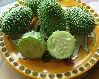 West Indian Gherkin Burr Gherkin Cucumber Heirloom Vegetable Garden 200+ Seeds