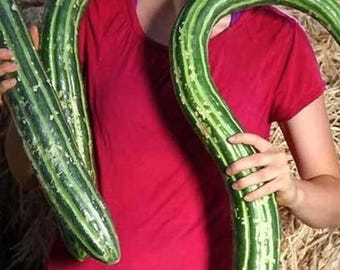 Painted Serpent Cucumber Organic Heirloom Non-GMO Rare Vegetable Garden 50+  Seeds
