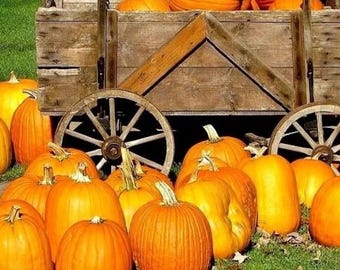 Large Jack O Lantern Pumpkin | Carving Pumpkin for Halloween & Fall Garden 20 Seeds