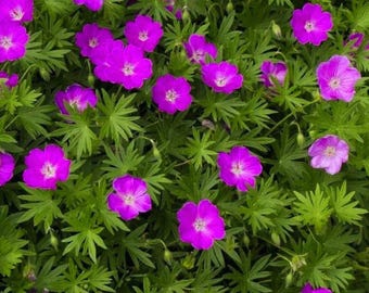 Max Frei Geranium Bloody Cranesbill Hardy Perennial Flower for Garden 25+ Seeds