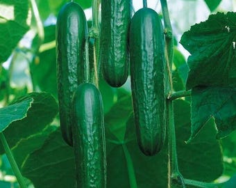 Socrates Cucumber – High Yield Cucumber for Garden Planting 25+ Seeds