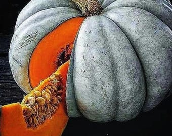 Jarrahdale Blue Pumpkin | Australian Heirloom Cucurbita maxima | Cinderella Doll Winter Squash 15 Seeds