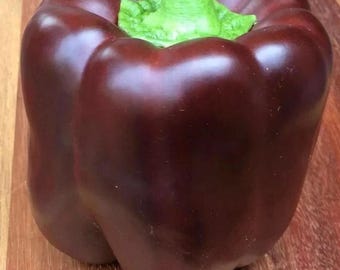 Chocolate Bell Pepper Sweet Heirloom Non-GMO Vegetable Garden 200+ Seeds