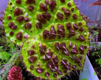 Begonia Ferox – Rare Exotic Begonia for Indoor & Garden Planting 25+ Seeds