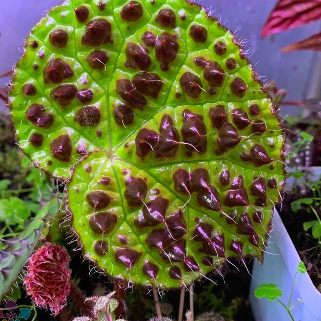 Begonia ferox - Etsy 日本