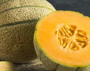 Honey Rock Cantaloupe Heirloom Non-GMO Melon for Garden Planting 100+ Seeds