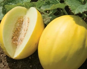 Canary Yellow Melon Seeds Cucumis melo Heirloom Sweet Fruit Garden 25+ Seeds