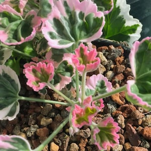 May include: A close-up shot of a geranium plant, showcasing its pink and green variegated foliage and pink flowers. The leaves display a distinctive pattern with pink borders and green centres. The plant is set against a backdrop of small, reddish-brown pebbles.