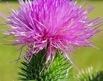 Schottische Distel - Lila für die Gartenbepflanzung, Zierdistelpflanze 200+ Samen