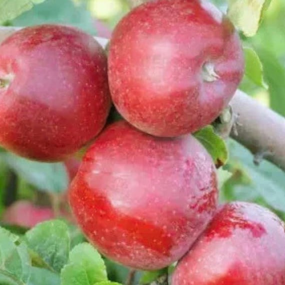Liberty Apple for Garden Planting Heirloom Fruit Tree Seeds Home Orchard 25+ Seeds