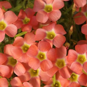 Oxalis « Rococo » | Plante ornementale d'intérieur, floraison hivernale couleur coucher de soleil pour pots de 2 bulbes