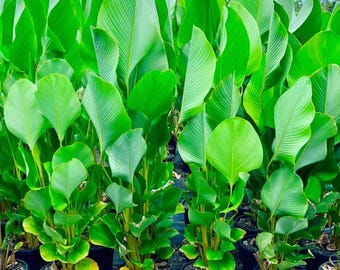 Cigar Calathea – Tropical Ornamental Calathea Lutea Indoor Outdoor Plant 25+ Seeds