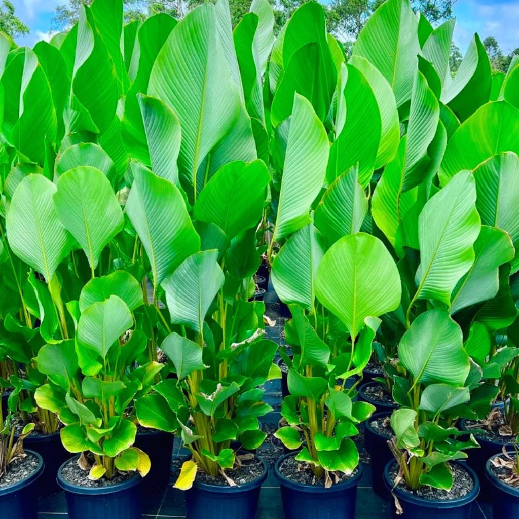 Zimmerpflanzen calathea - Etsy Schweiz