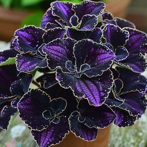 Amethyst Coleus for Garden Planting – Colorful Foliage Ornamental for Pots & Borders 25+ Seeds