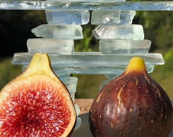 Black Madeira Fig – Fig Tree for Garden Planting, Fruit Growing 100+  Seeds
