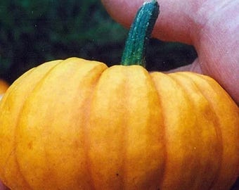 Jack Be Little Pumpkin Seeds Heirloom Non-GMO Mini for Garden & Decoration 60+ Seeds
