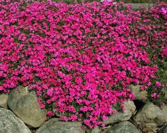Scarlet Flame Creeping Phlox – Red Ground Cover Flower for Garden Landscaping 100+ Seeds