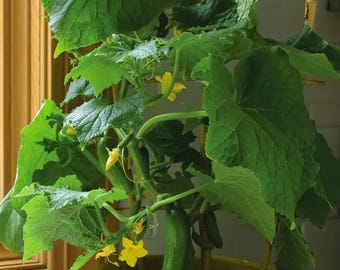 Mini Cucumber – Snack Size Cucumber for Garden Planting, Fresh Crisp Vegetable 25+ Seeds