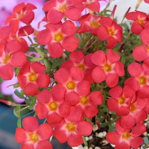 Bulbes à fleurs Oxalis 'Volcano' | Floraison hivernale compacte rouge corail, plante nécessitant peu d'entretien