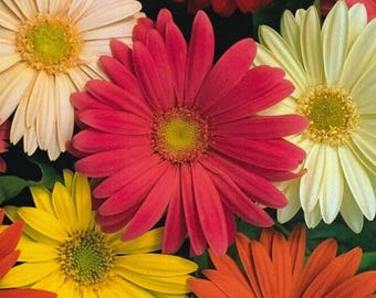 Mix de Gérberas (Gerbera jamesonii) – Flores coloridas para plantio no jardim (mais de 200 sementes)