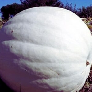 Polar Bear Pumpkin Large Pure White Heirloom Pumpkin Garden 20  Seeds