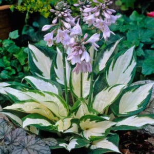 May include: A hosta plant with green and white variegated leaves and delicate, light purple flowers. The plant is shown in close-up, with other greenery in the background. The leaves are a striking feature.