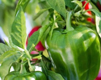 California Wonder Bell Pepper Heirloom Non-GMO Sweet Pepper Vegetable 120+ Seeds