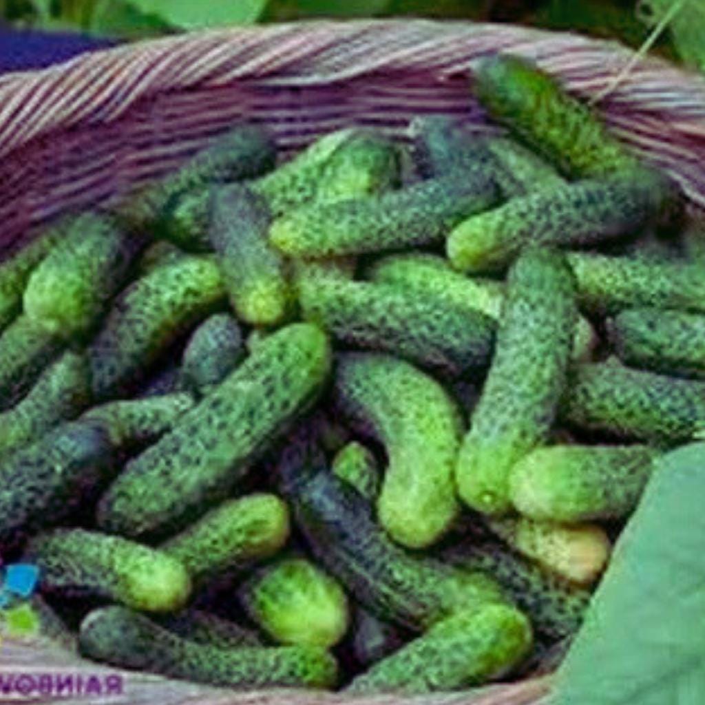 Kirby cucumber seeds - Etsy 日本
