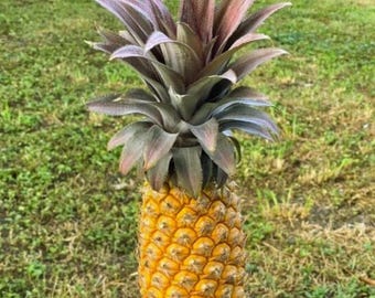 Antigua Black Pineapple for Garden Planting – Rare Tropical Fruit Home Garden 15+ Seeds