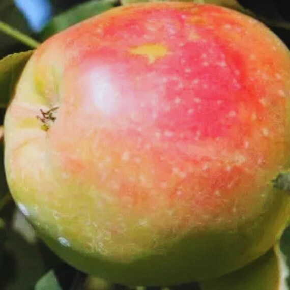 Anna Apple for Garden Planting Heirloom Fruit Tree Seeds Home Orchard 25+ Seeds