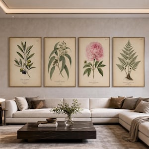 Könnte beinhalten: Vier gerahmte botanische Drucke mit Pflanzenillustrationen. Die Drucke zeigen einen Olivenzweig, Eukalyptus, eine rosa Pfingstrose und einen Farn. Die Drucke werden über einem weißen Ecksofa in einem Wohnzimmer präsentiert.