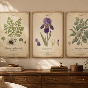 May include: Three framed botanical prints featuring vintage-style illustrations of Adiantum capillus-veneris, Iris germanica, and Eucalyptus globulus. Each print displays the plant name in black text on a cream-colored background with decorative borders.