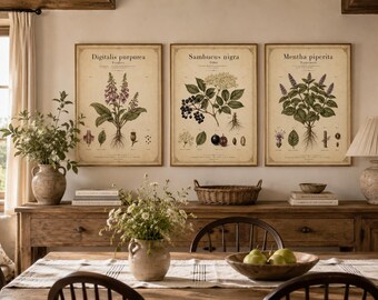 Set di 3 stampe botaniche vintage di erbe aromatiche, decorazioni murali botaniche in stile cottage, stampa di digitale, sambuco e menta piperita, arredamento country/rustico