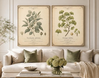 Set di stampe botaniche vintage, poster di piante antiche di eucalipto e ginkgo (download digitale)