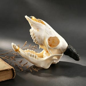 Ethically Sourced Lamb Skull Specimen, Natural Bone Taxidermy Decor, Authentic Oddity Curio for Dark Academia and Gothic Display