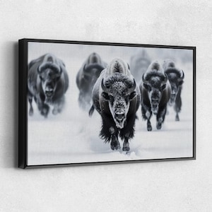May include: A black and white canvas print featuring a herd of bison running through deep snow. The central bison is in sharp focus, showing detailed fur texture and curved horns, while the other bison appear slightly blurred in the background.
