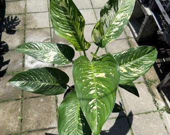 images of dracaena Janet Lind Dracaena