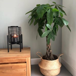 May include: A lush green money tree plant in a woven basket with handles. The plant sits next to a wooden cabinet and a black metal candle holder with a lit candle. The room has light gray walls and a gray floor.