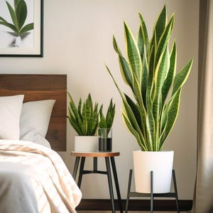 May include: A bedroom scene featuring several potted snake plants. The plants have green and yellow striped leaves and are in white pots. One large plant is on a black metal stand. A framed botanical print hangs on the wall above a bed.