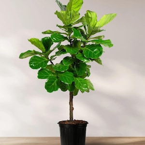 May include: A vibrant Fiddle Leaf Fig plant in a black plastic pot. The plant features large, glossy, green leaves and a slender brown trunk. The pot is filled with dark soil and sits on a wooden floor, against a white wall.