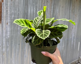 Stromanthe Thalia Horticolor, Rare Variegated Stromanthe, Similar to  Triostar but With Much Greater Color Range! US Seller - Etsy