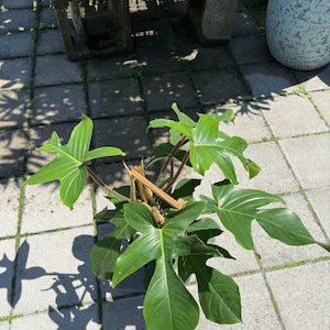 May include: A vibrant green Philodendron plant with large, uniquely shaped leaves. The plant is in a pot, sitting on a gray tiled surface. The leaves have a prominent veined texture, and the plant is well-lit, showcasing its natural beauty.