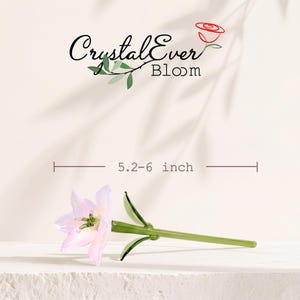 Puede incluir: Una flor de lirio de cristal con p&eacute;talos de color rosa p&aacute;lido y blanco, y un tallo verde con hojas. El texto CrystalEver Bloom aparece arriba con un icono de rosa roja. Una l&iacute;nea de medici&oacute;n indica una longitud de 13,2-15,2 cm.