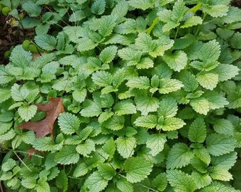 Lemon Balm Tea / Dry Lemon Balm - Organic
