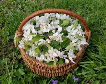 Apple Blossom hydrosol / facial toner