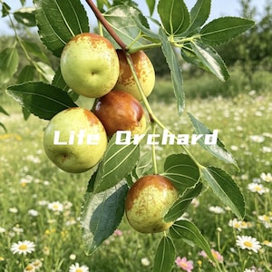 May include: Close-up of jujube fruits on a branch with green leaves. The fruits are a mix of green and brown, with the text "Life Orchard" in white. The background is a field of white flowers.