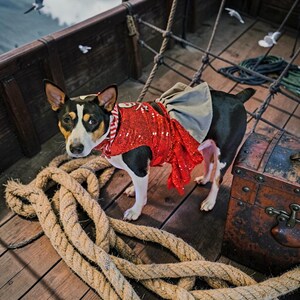 May include: A black, white, and tan dog wearing a red sequined vest with a skull and crossbones emblem and a beige skirt. The dog has a red and white striped collar and is standing on a wooden deck with thick rope and a brown treasure chest.