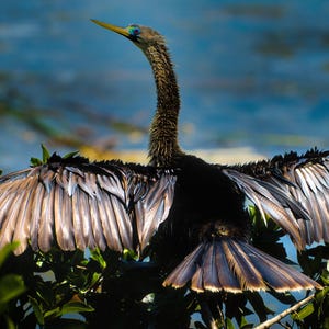 Peut inclure: Un anhinga aux ailes déployées, présentant des plumes brunes et blanches sur un fond bleu et vert flou. Le long cou et le bec de l'oiseau sont visibles, perché sur un feuillage vert.