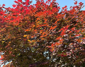 8 SELTENE ZWERG Stecklinge vom japanischen Fächerahorn